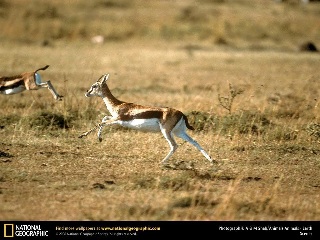 gazelle.jpg