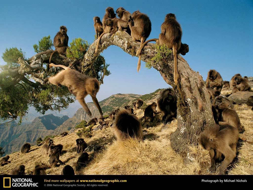 gelada-monkeys.jpg