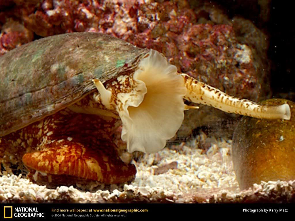geographers-cone-snail.jpg