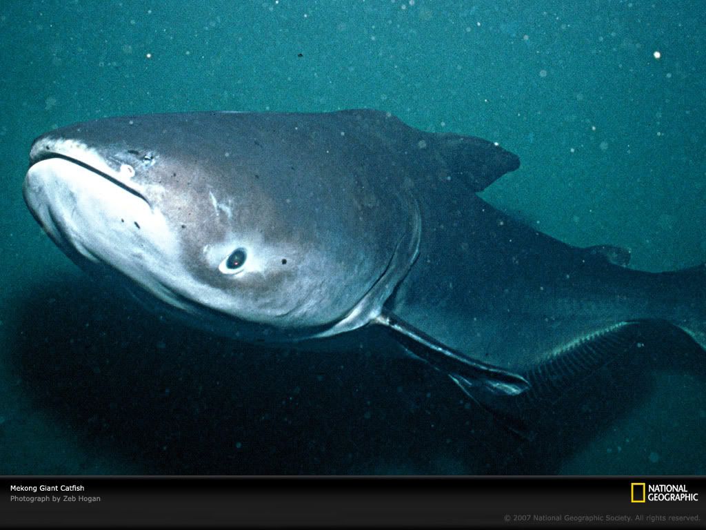 giant-catfish-lw.jpg