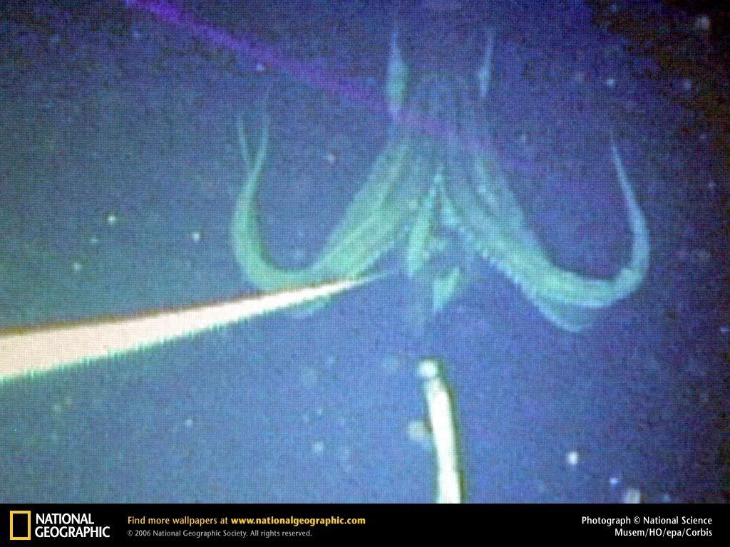 giant-squid.jpg