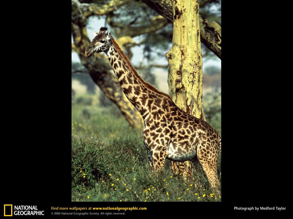 giraffe.jpg