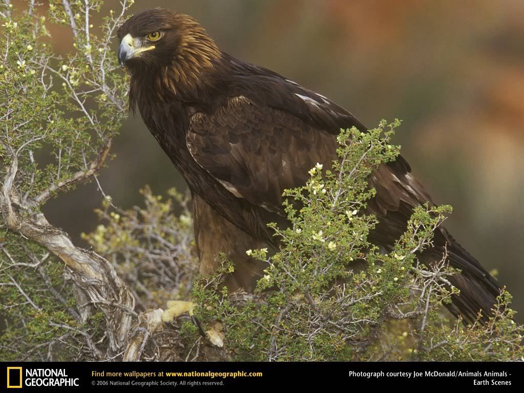 golden-eagle.jpg