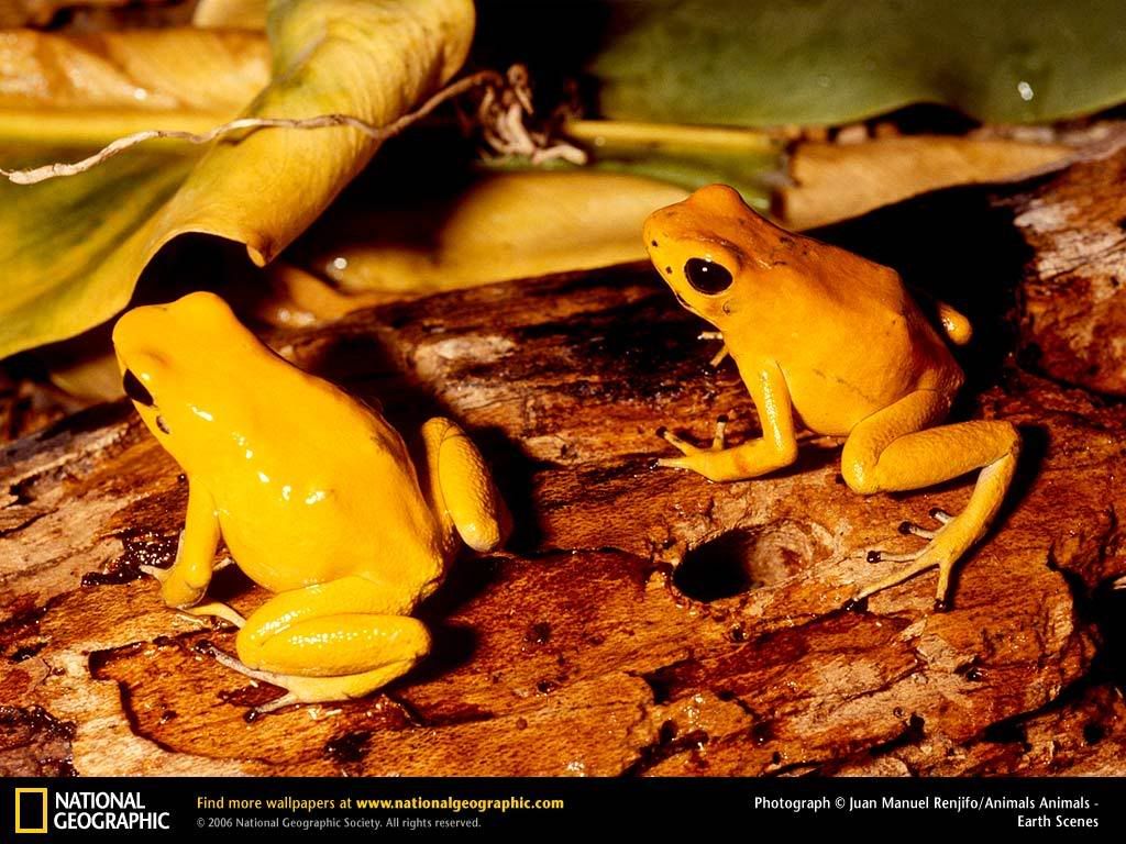 golden-poison-dart-frog.jpg