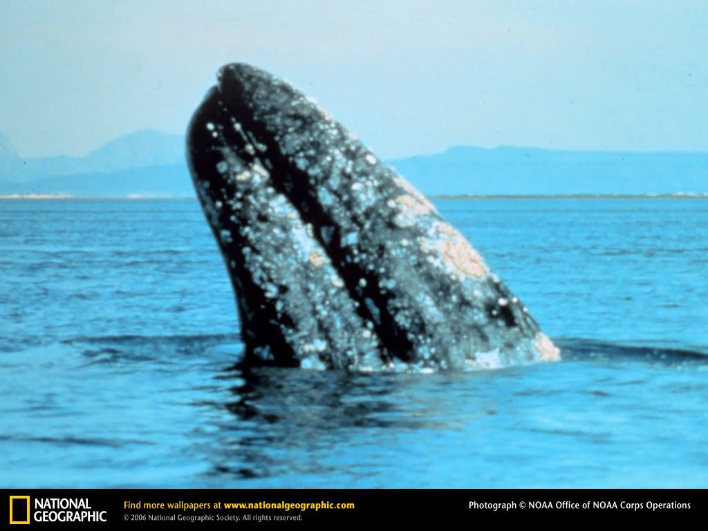 gray-whale2.jpg