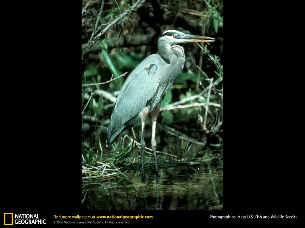 great-blue-heron.jpg