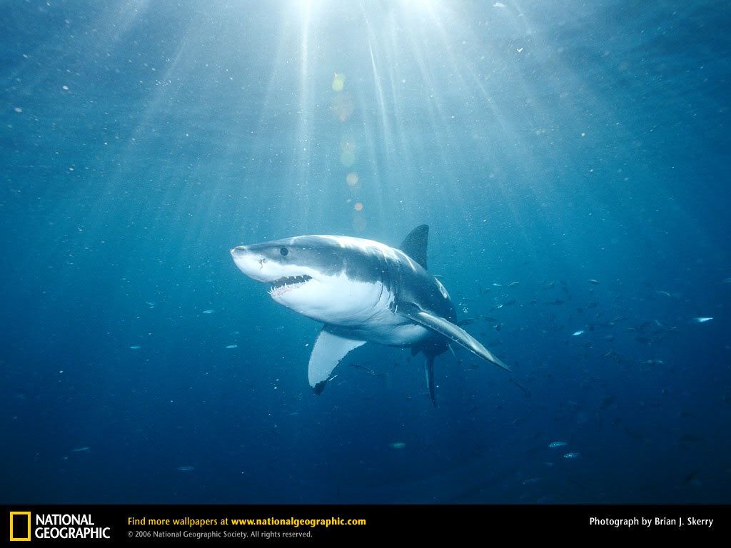 great-white-shark.jpg