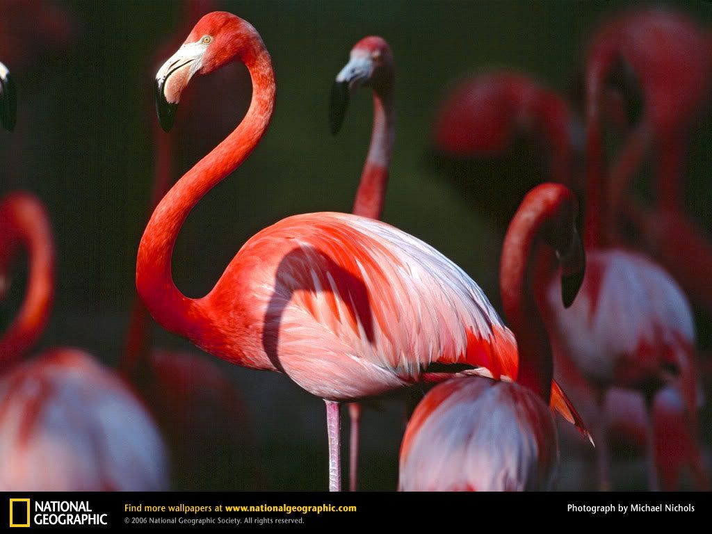 greater-flamingo.jpg