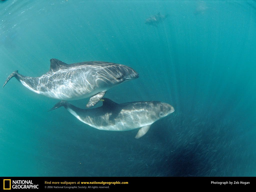 harbor-porpoises.jpg