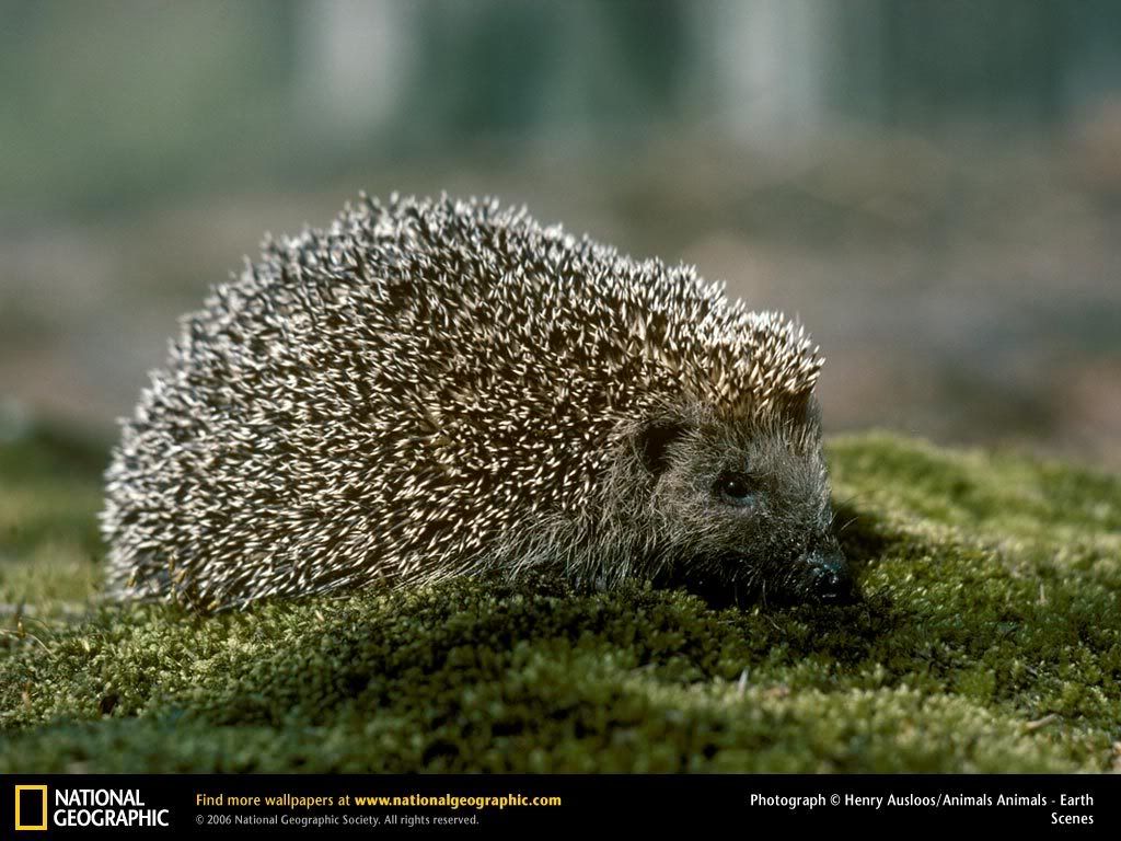 hedgehog.jpg