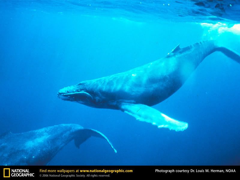 humpback-whales-singing.jpg
