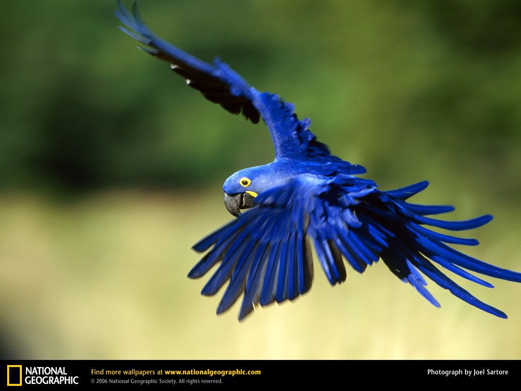 hyacinth-macaw.jpg