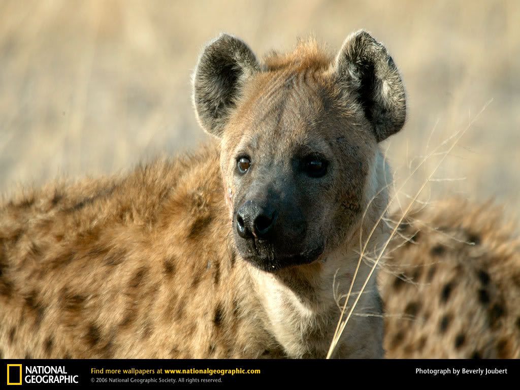 hyena.jpg