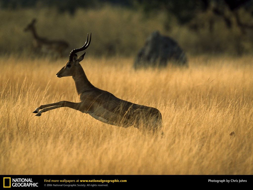 impala.jpg
