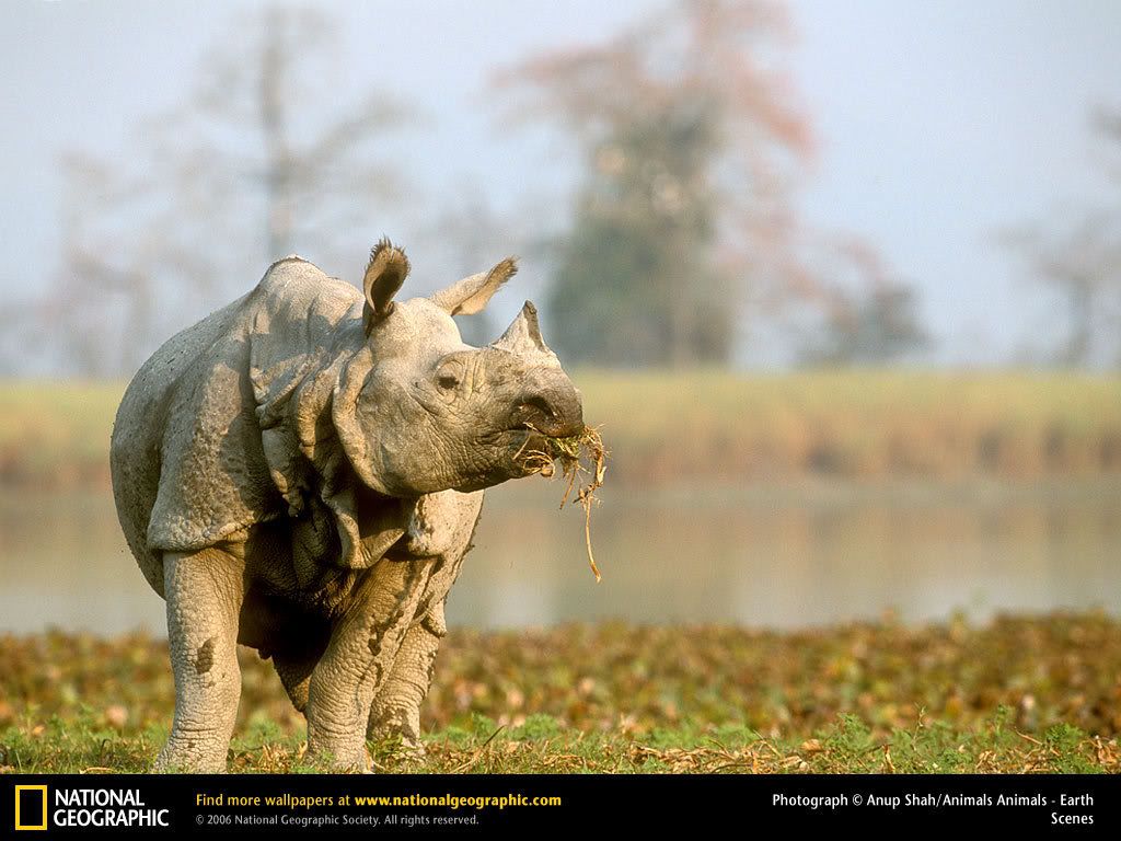 indian-rhino.jpg