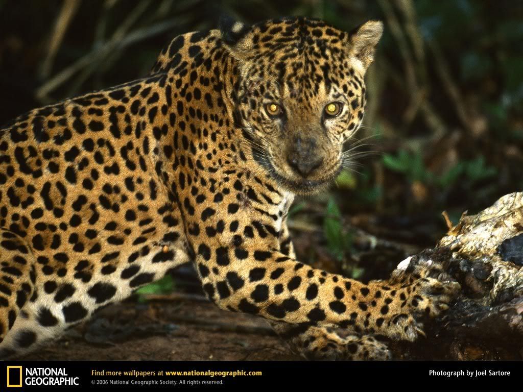 jaguar.jpg