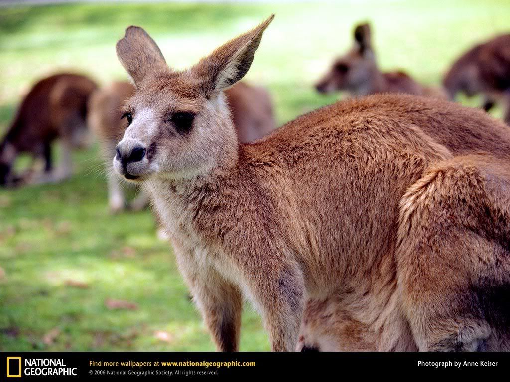 kangaroo.jpg