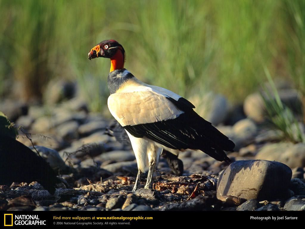 king-vulture.jpg