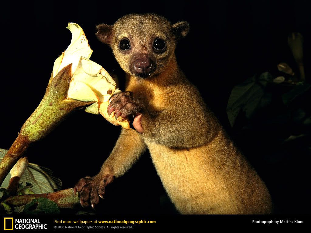 kinkajou-blossom.jpg