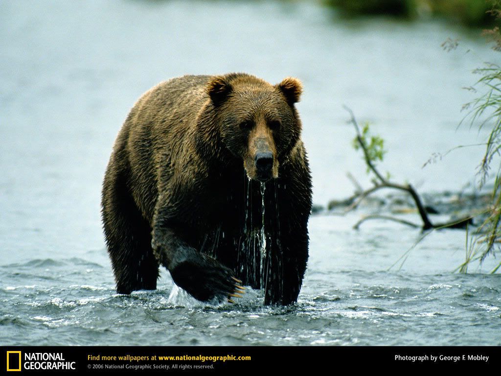 kodiak-bear.jpg