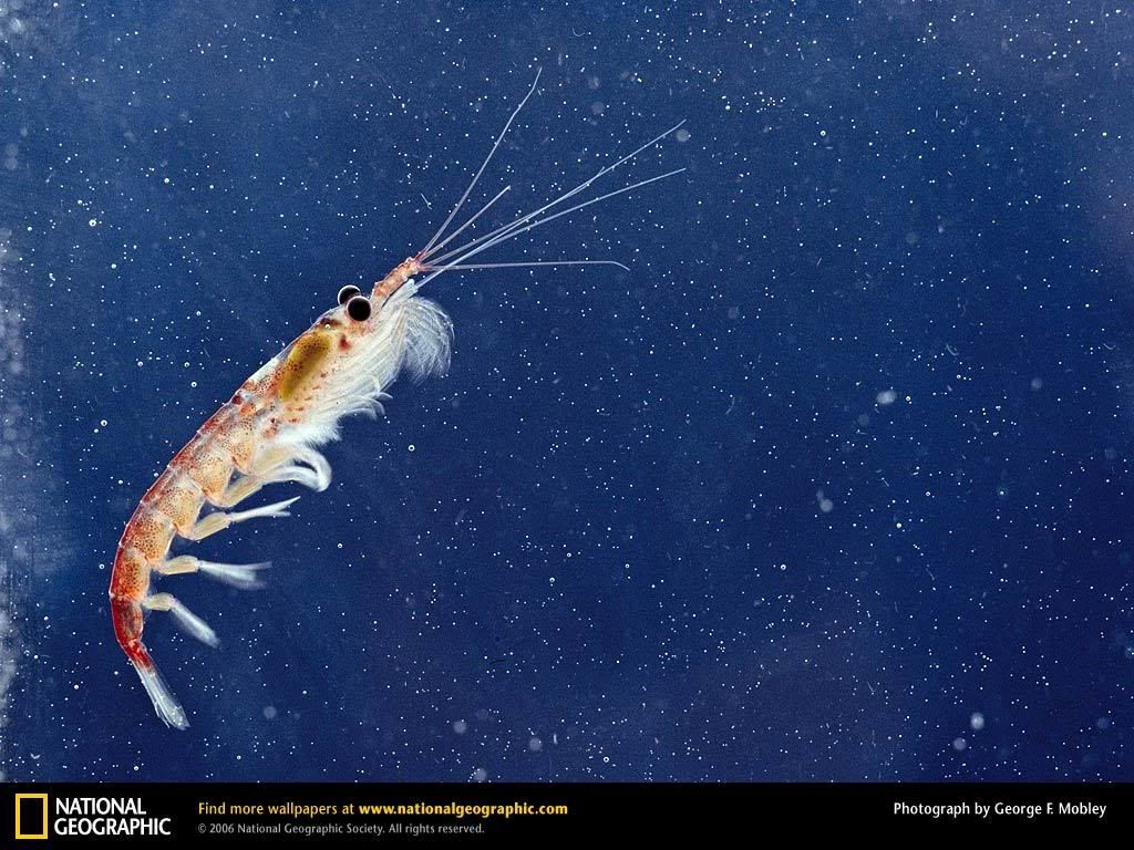 krill.jpg