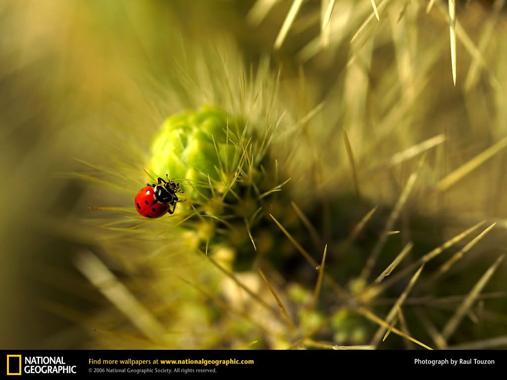 lady-bug.jpg