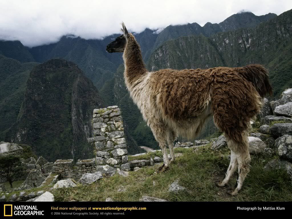 llama.jpg