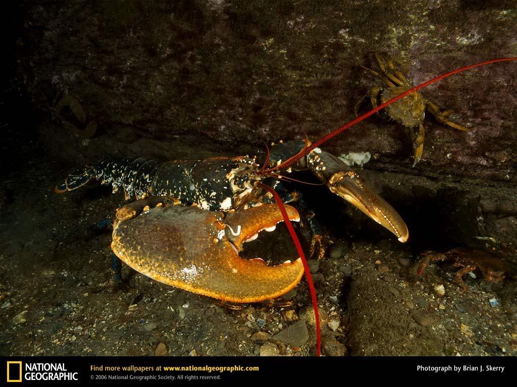 lobster.jpg