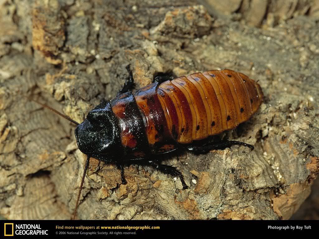 madasgascar-hissing-cockroa.jpg