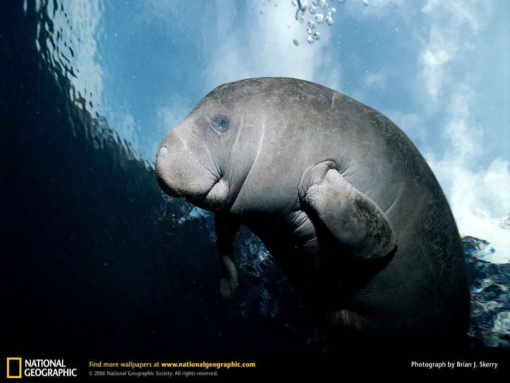 manatee.jpg