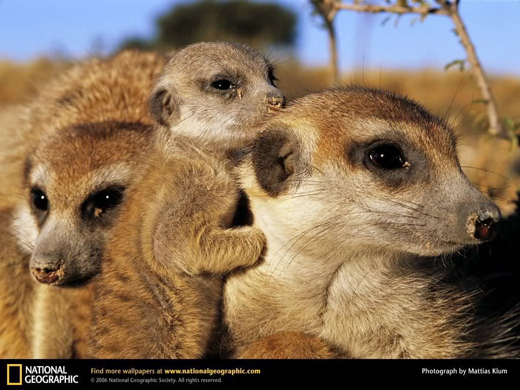 meerkats.jpg