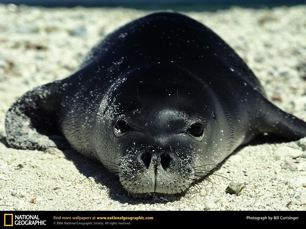 monk-seal.jpg