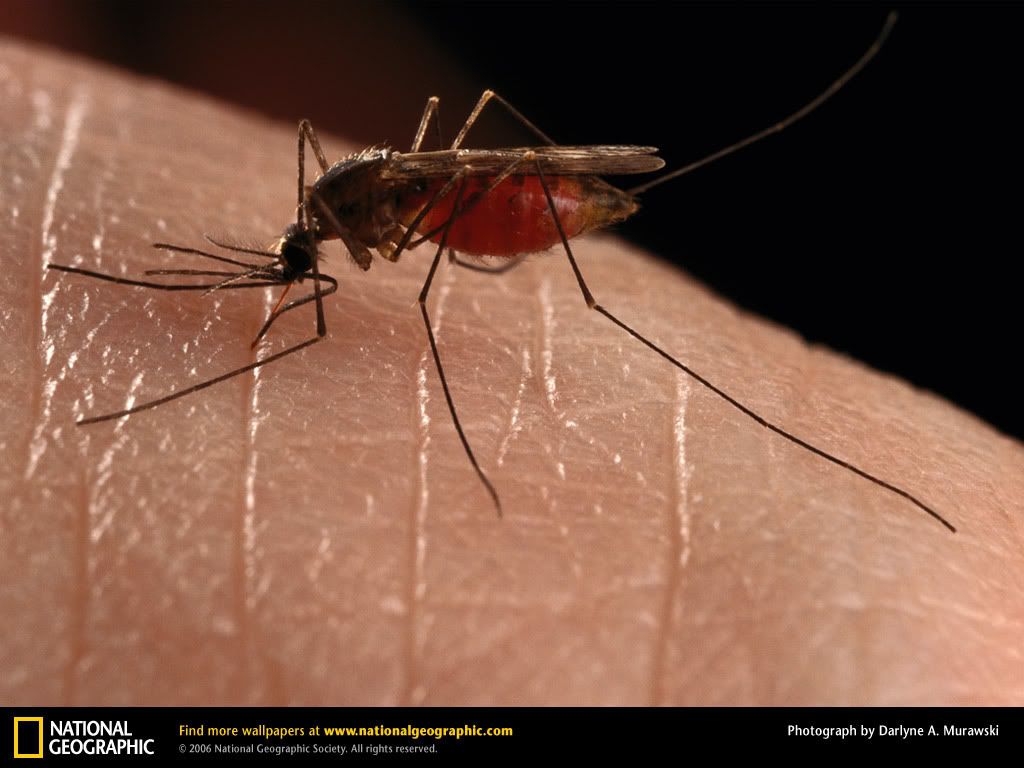 mosquito.jpg