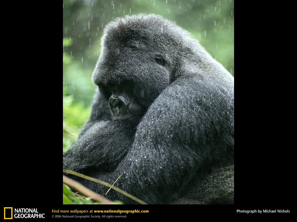 mountain-gorilla.jpg