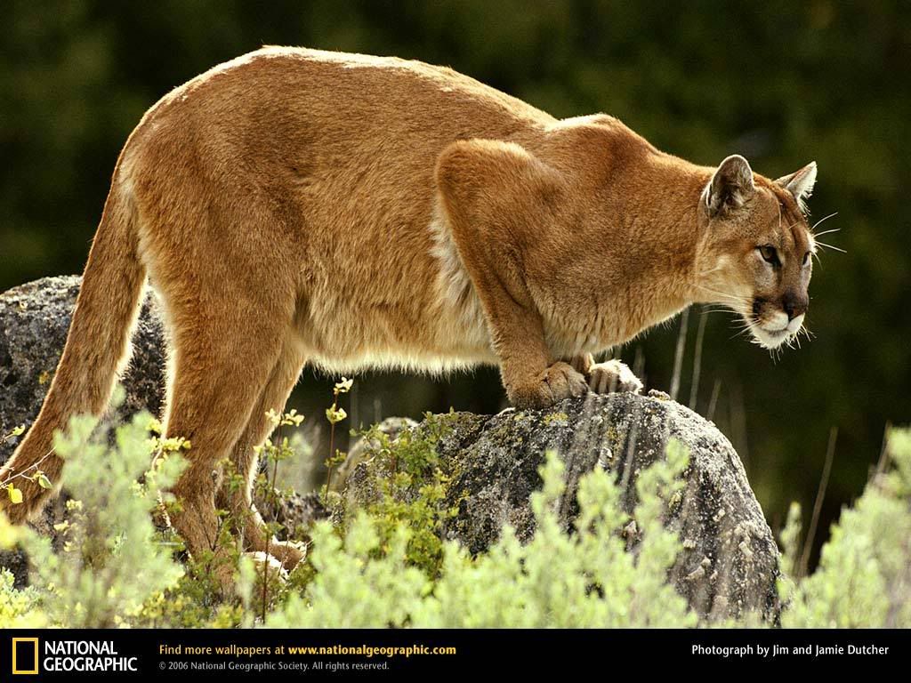 mountain-lion.jpg