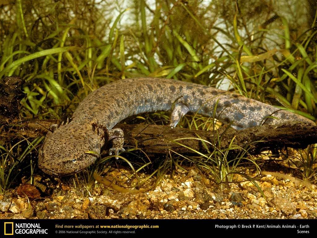 mudpuppy.jpg