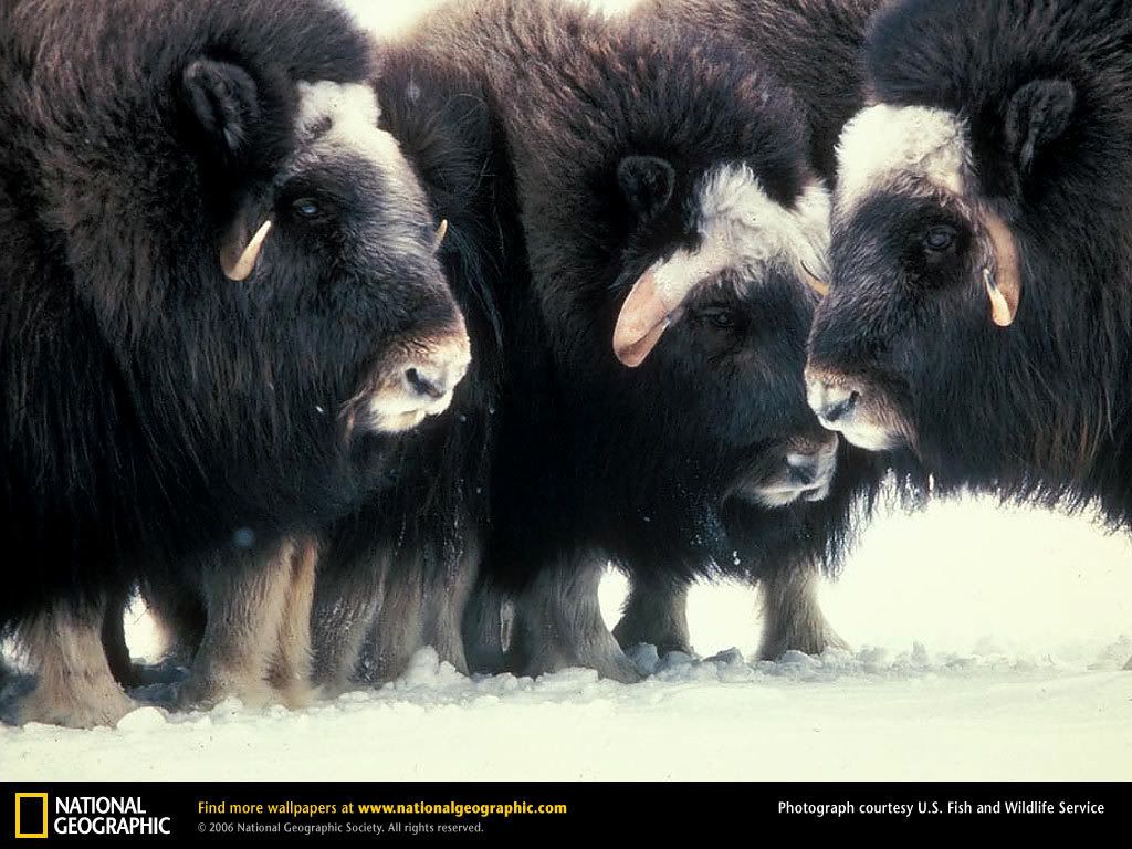 musk-ox.jpg