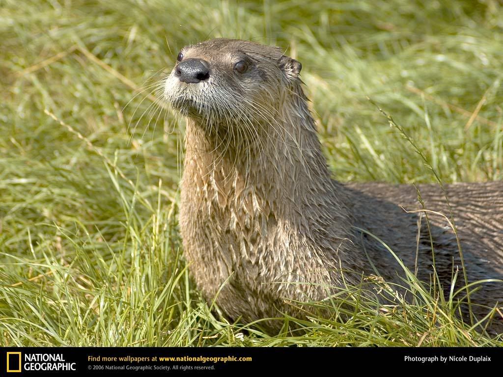 na-river-otter.jpg