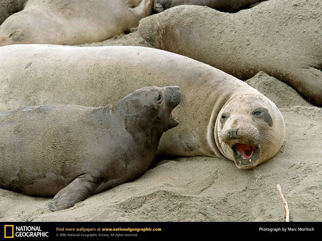 northern-elephant-seal.jpg