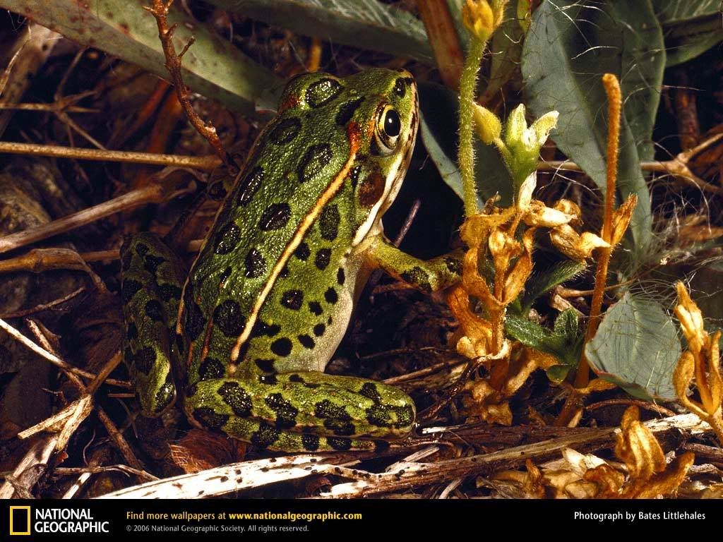 northern-leopard-frog.jpg