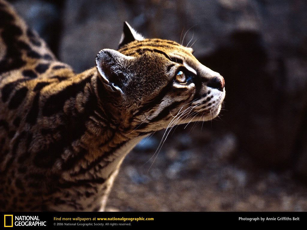 ocelot.jpg