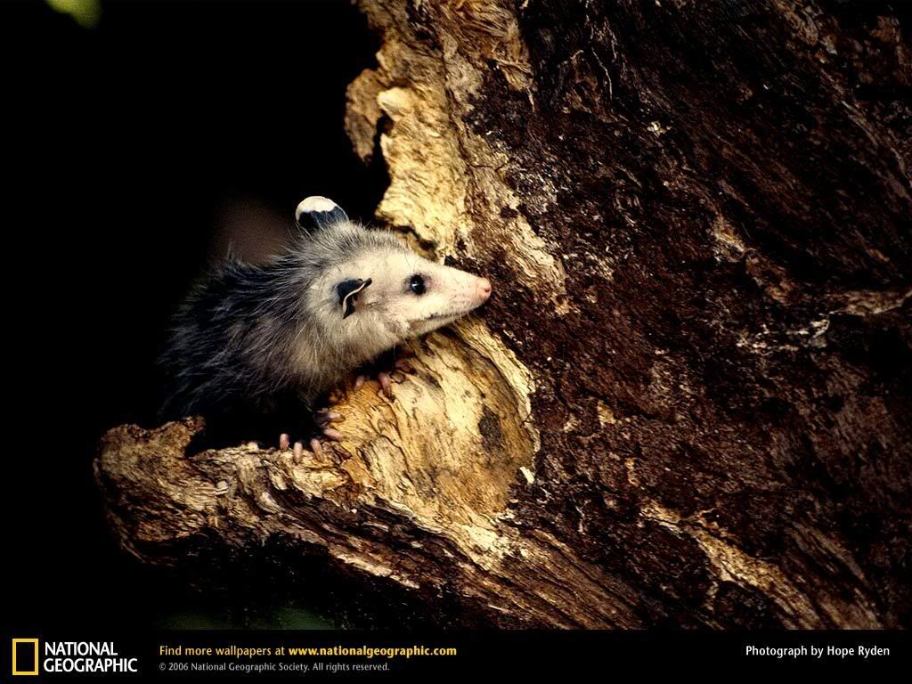opossum-peeking.jpg