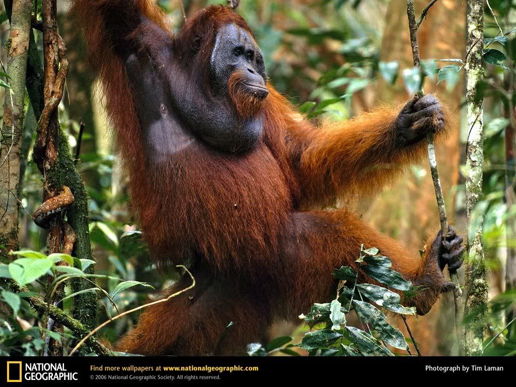 orangutan-traveling-forest.jpg