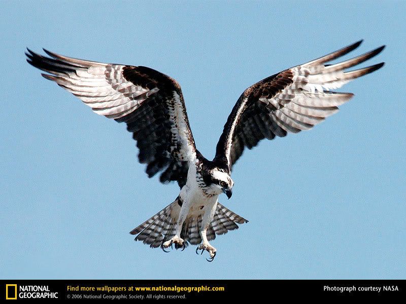osprey-diving.jpg