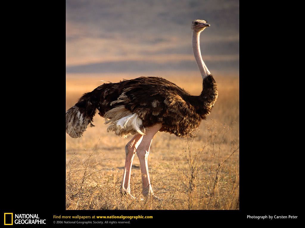 ostrich.jpg