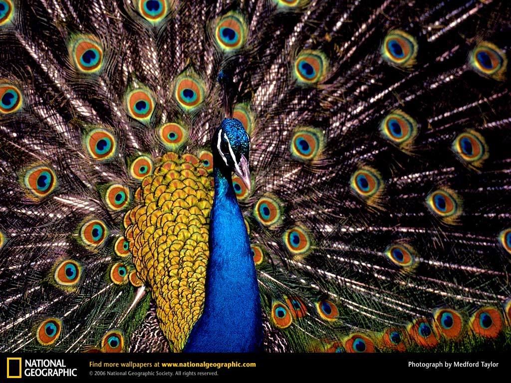 peacock.jpg