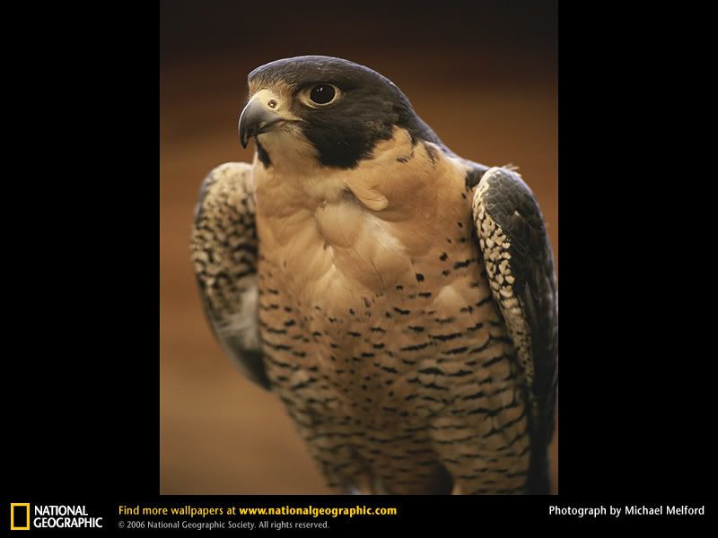 peregrine-falcon.jpg
