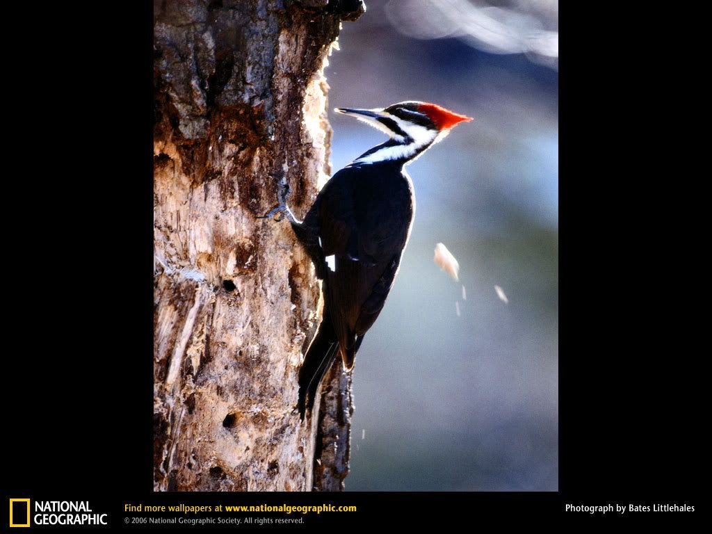 pileated-woodpecker.jpg