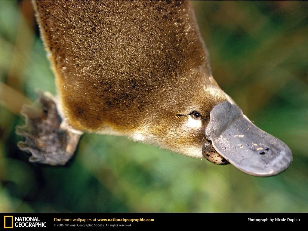 platypus.jpg