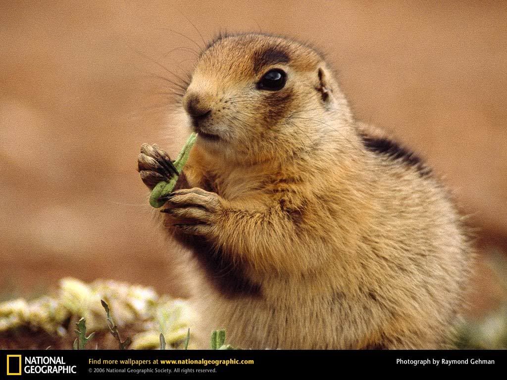 prairie-dog.jpg